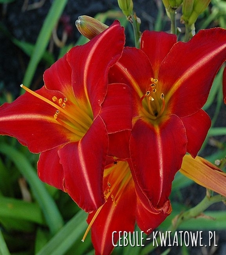 Hemerocallis Liliowiec Chicago Fire 1 szt.