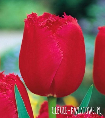 Tulipan Strzępiasty Burgundy Lace 25 szt.