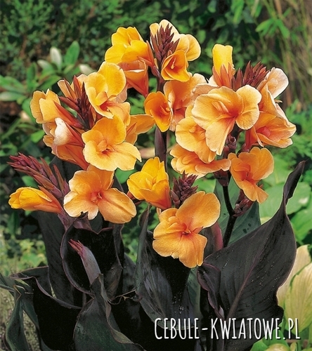 Canna Kanna Louis Cotton 1 szt.