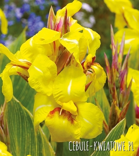 Canna Kanna Striped Beauty 1 szt.