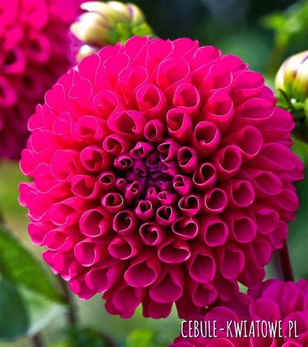 Dalia Kulista Addison June 1 szt.