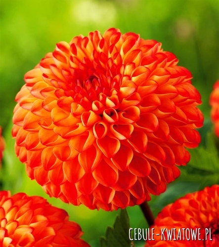 Dalia Kulista Mirella 1 szt.