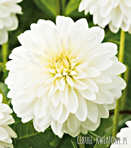 Dalia Kulista Snow Cap 1 szt.