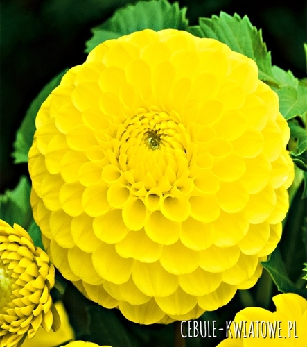 Dalia Kulista Golden Torch 1 szt.