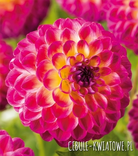 Dalia Kulista Hapet Daydream 1 szt.