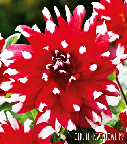 Dalia Dekoracyjna Red Empire 1 szt.