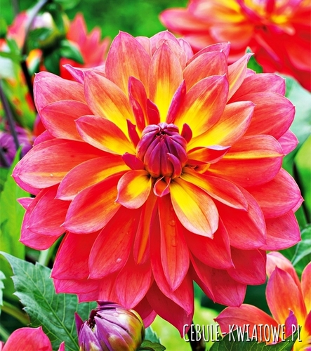 Dalia Dekoracyjna Fire Pot 1 szt.