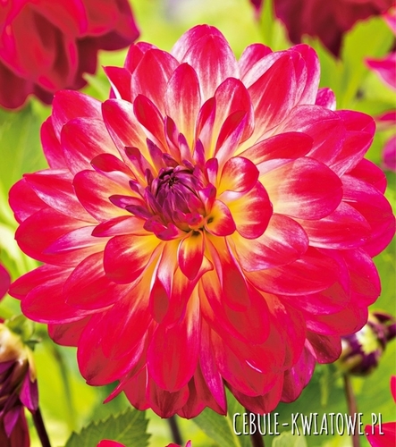 Dalia Dekoracyjna Double Shine 1 szt.