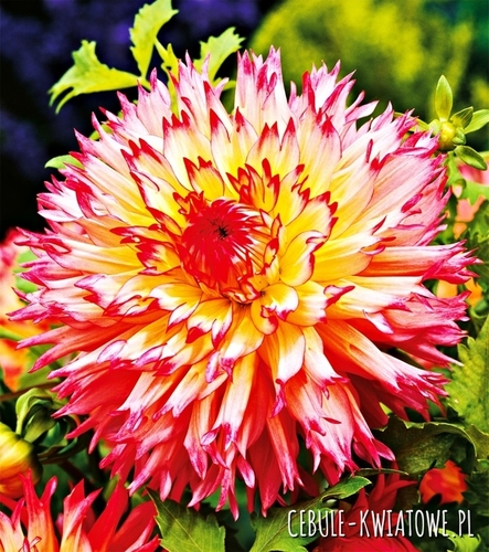 Dalia Dekoracyjna Pinelandes Princess 1 szt.