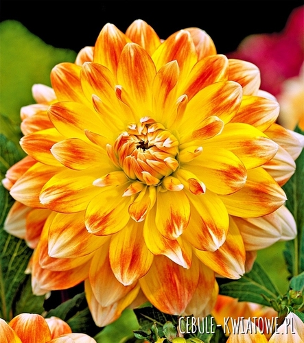 Dalia Talerzowa Peaches and Cream 1 szt.