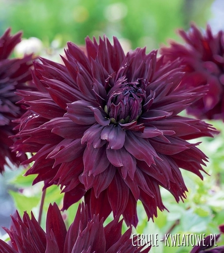 Dalia Kaktusowa Black Touch 1 szt.