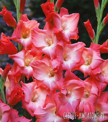 Gladiolus Mieczyk Wielkokwiatowy Sogno 5 szt.