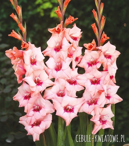 Gladiolus Mieczyk Drobnokwiatowy Whitney 5 szt.