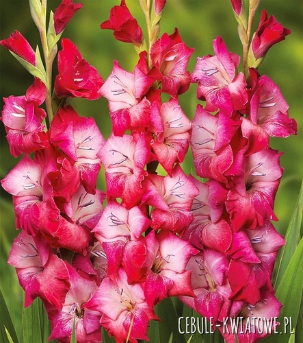 Gladiolus Mieczyk Wielkokwiatowy Mars 5 szt.