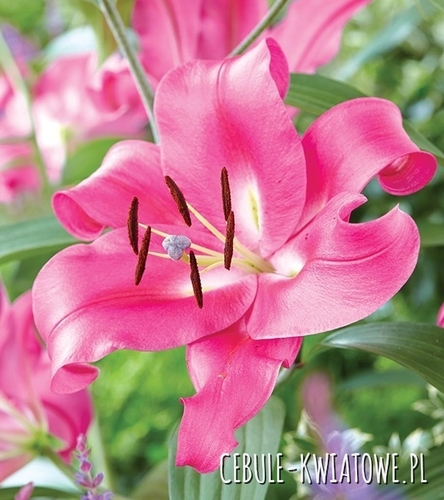 Lilia Trąbkowa Robina 1 szt.