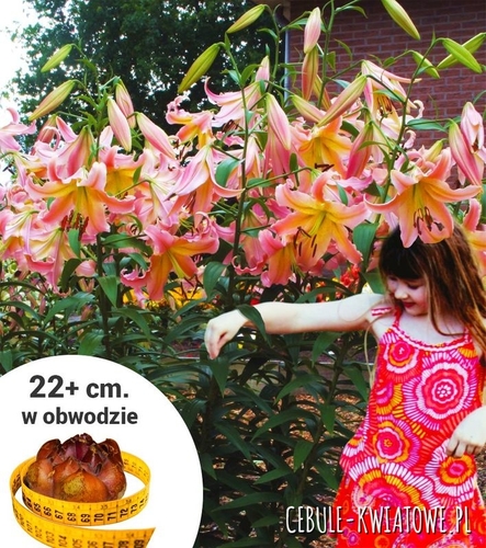 Lilia Drzewiasta Różowa 1 szt.