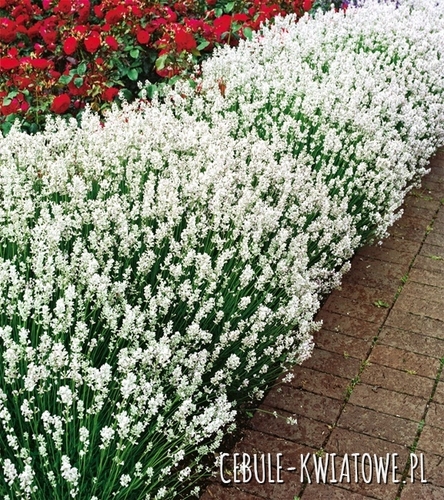 Lavandula Angustifolia - Lawenda Biała Edelweiss Sadzonka Doniczka P9