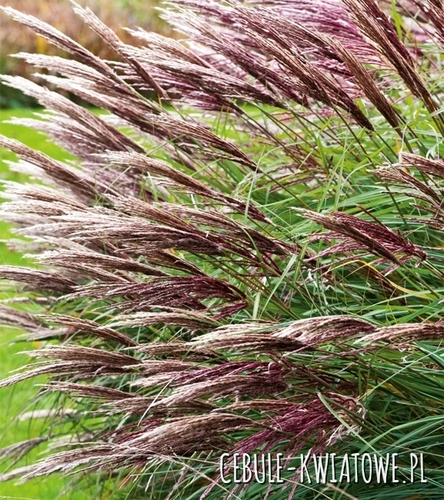 Miskant chiński Miscanthus sinensis 'Red Chief' 1szt.