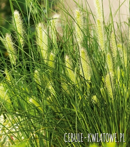 Rozplenica japońska -piórkówka - Pennisetum alopecuroides 'Hameln' 1 szt.