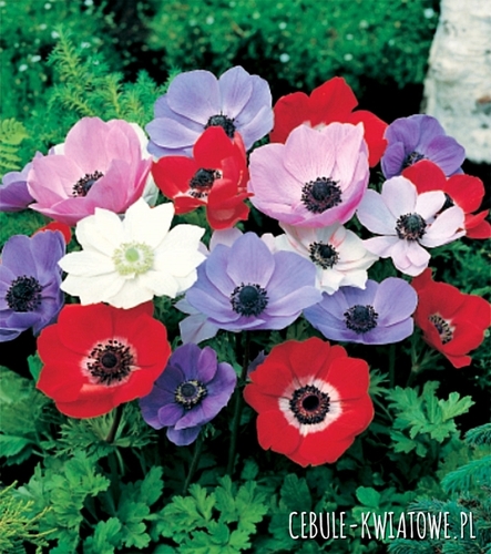 Anemon - Zawilec De Caen Mix 10 szt.