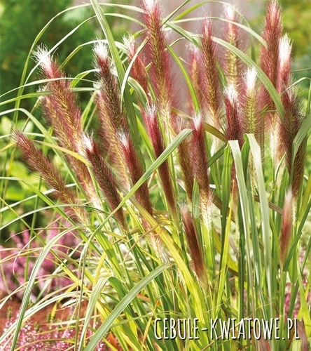 Rozplenica japońska- piórkówka - Pennisetum alopecuroides 'Red Head' 1 szt.