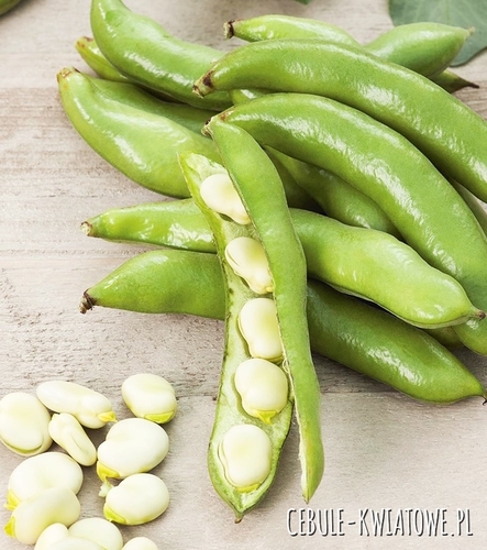 Bób Hangdown Biały