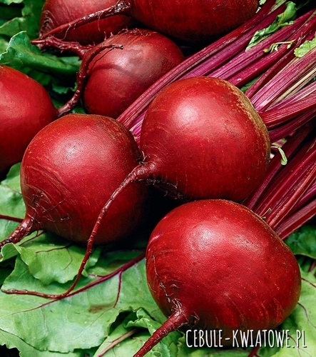 Burak Ćwikłowy Okrągły Ciemnoczerwony