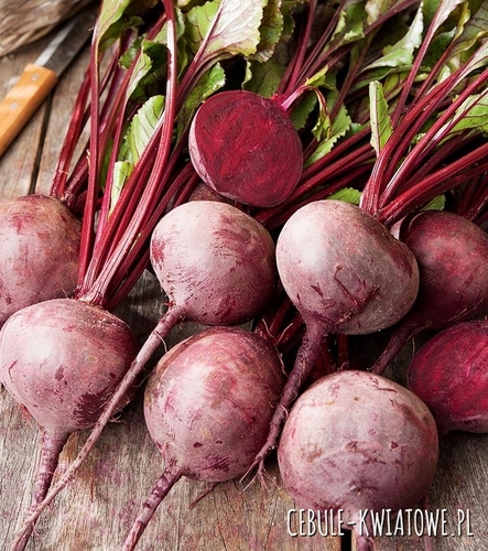 Burak Ćwikłowy Czerwona Kula 100g