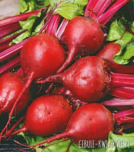 Burak Ćwikłowy Egipski