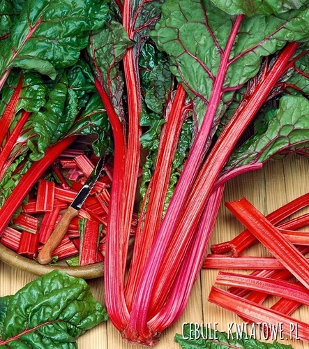 Burak Liściowy Rhudbard Chard czerwony