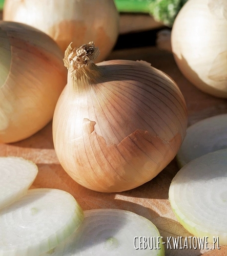 Cebula Globo sałatkowa - bardzo duża i smaczna