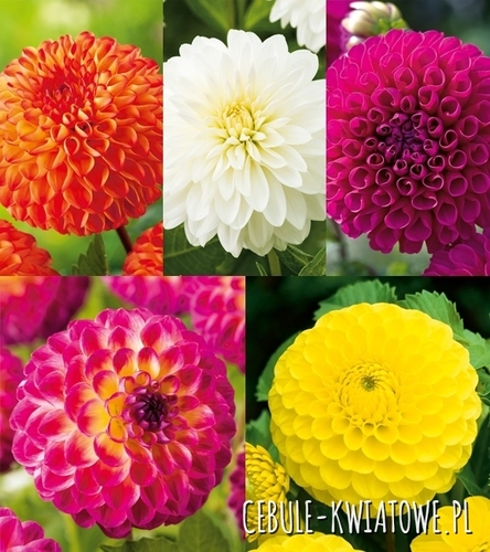 Zestaw Dalia Kulista I wybór