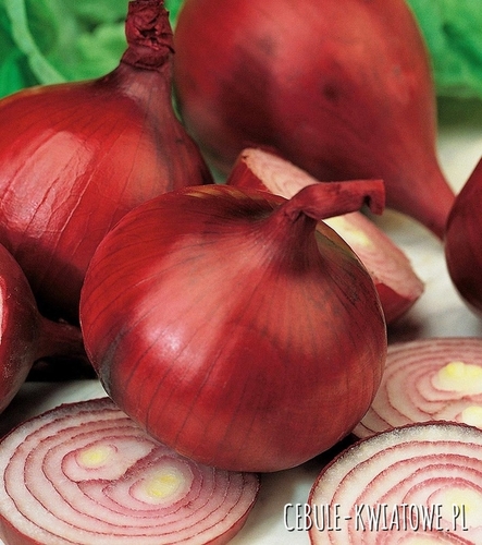 Cebula Wenta czerwona