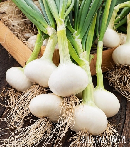 Cebula Zimowa Hiberna