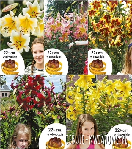 Zestaw Lilia Drzewiasta Cebule XXL 22/24