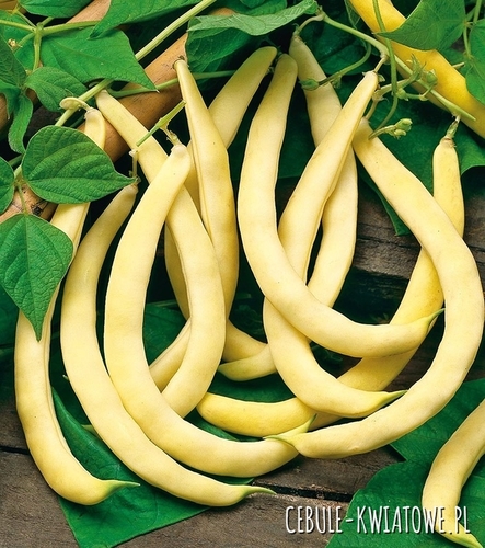 Fasola Supernano Giallo - żółta karłowa