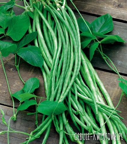 Fasolnik Chiński Metro Rouge