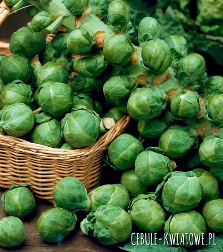Kapusta Brukselka Groninger - zielona