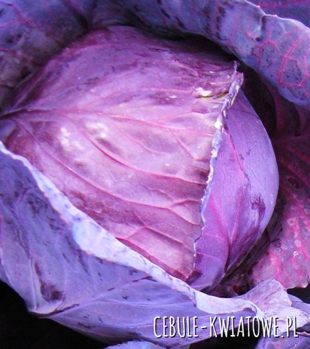 Kapusta Głowiasta Czerwona Topas późna bardzo dobra do przechowywania na Zime