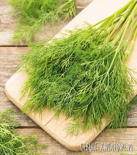 Koper ogrodowy Sprinter