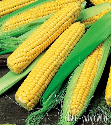 Kukurydza Cukrowa Golden Bantam