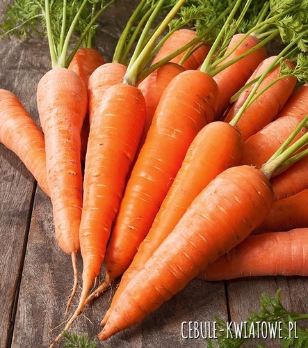 Marchew Dolanka - późna