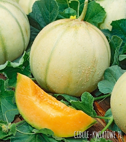 Melon Cukrowy Charentaise
