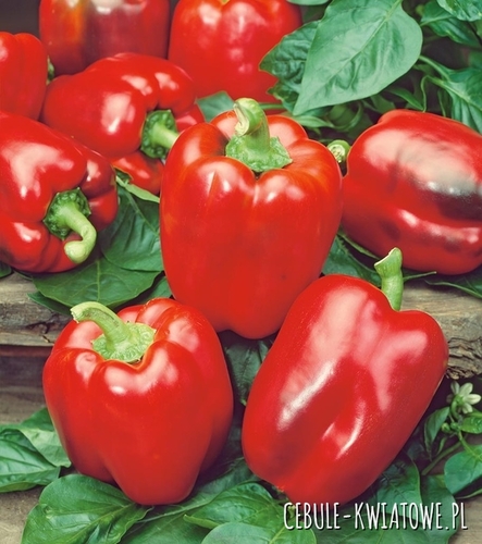 Papryka California Wonder - czerwona bardzo słodka