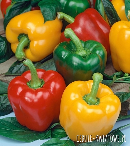 Papryka Granova - zielono-żółta dojrzała czerwona