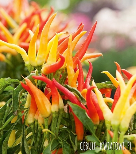 Papryka Poupila - słodka karłowa dekoracyjne owoce