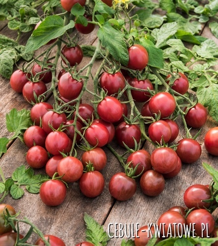 Pomidor Black Cherry - wysoki czarny gruntowy koktajlowy