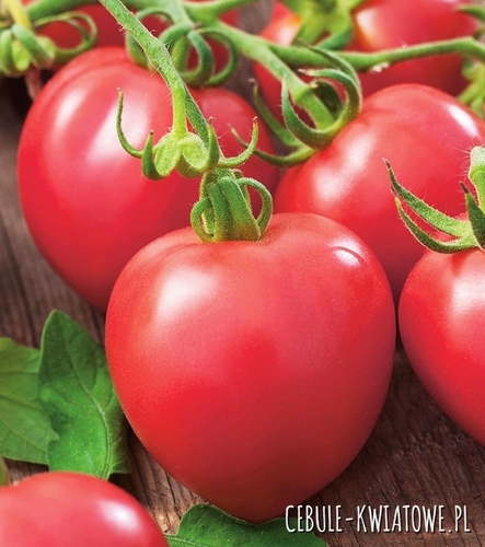 Pomidor Malinowy Retro - gruntowy