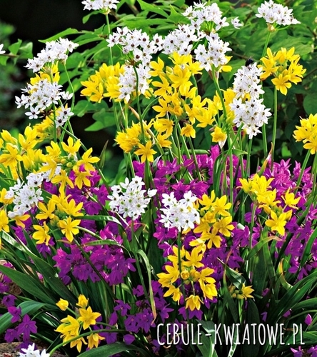 Allium Mix - Czosnek Mieszanka 10 szt.