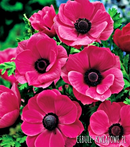 Anemon - Zawilec Sylphide 10 szt.